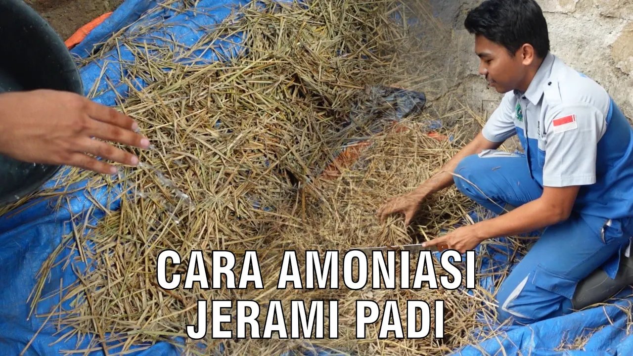 
                                 Cara-Amoniasi-Padi-Jerami-Pakan-Ternak